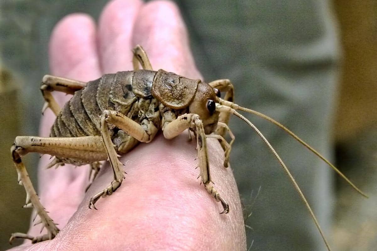 Giant weta - 4