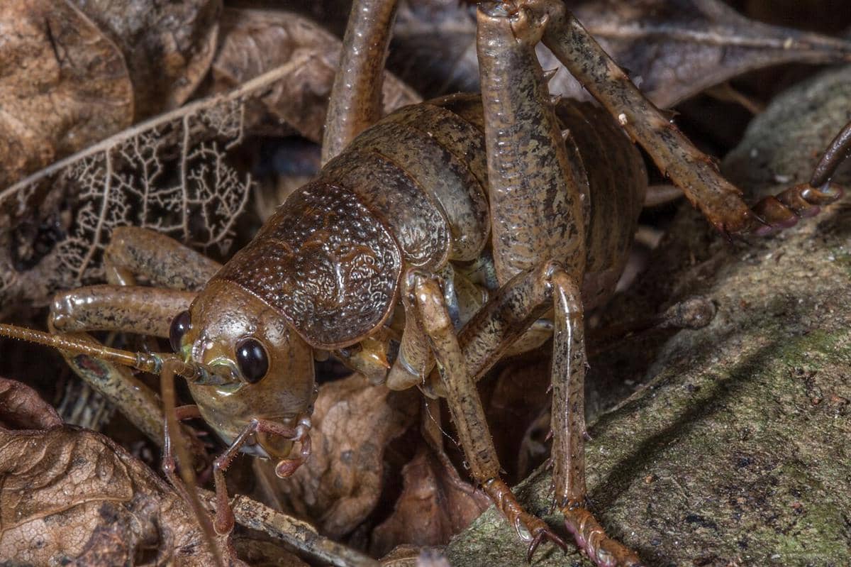 Giant weta - 5