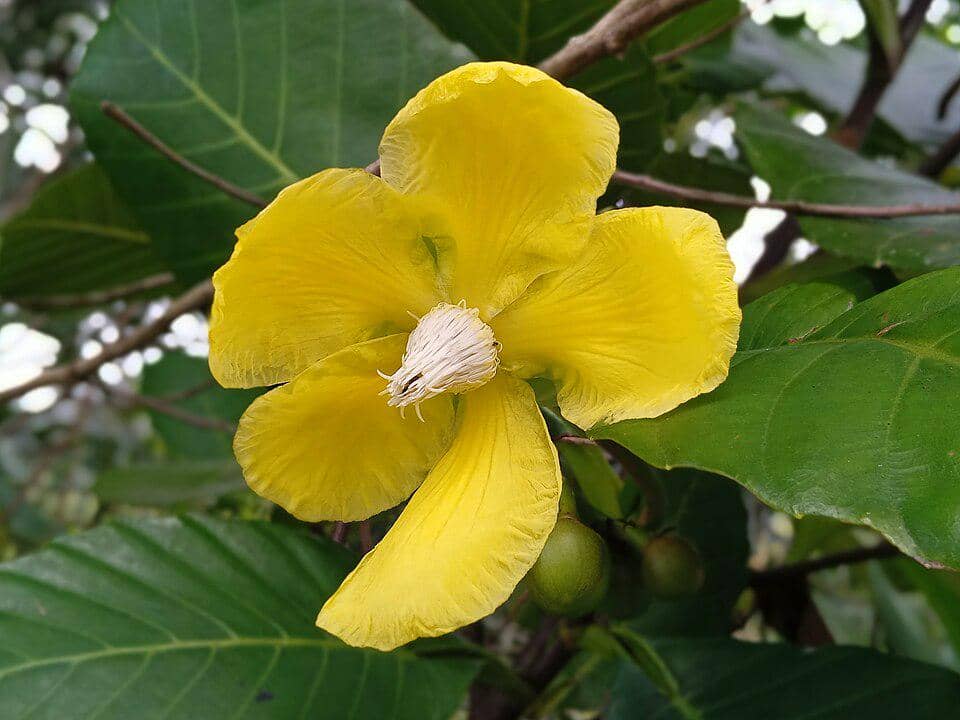 Bunga Tanaman Dillenia suffruticosa