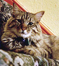 American_bobtail