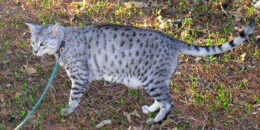 egyptian mau