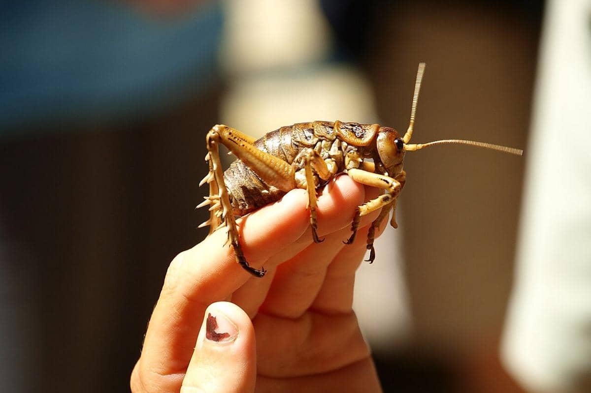 Giant weta - 6