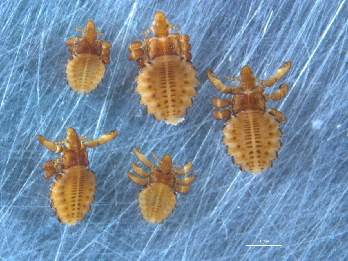 Haematopinus tuberculatus