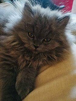 british longhair kitten