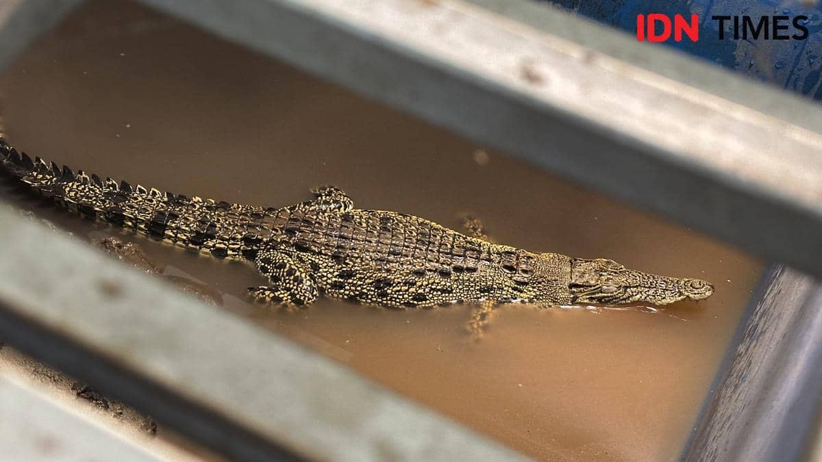 Konflik Buaya di Kalbar Jadi Perhatian, 13 Ekor Hasil Evakuasi Ditampung