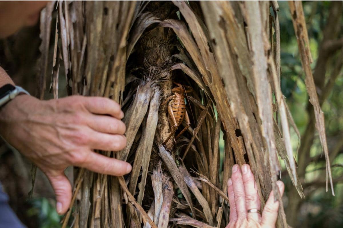 Giant weta - 3