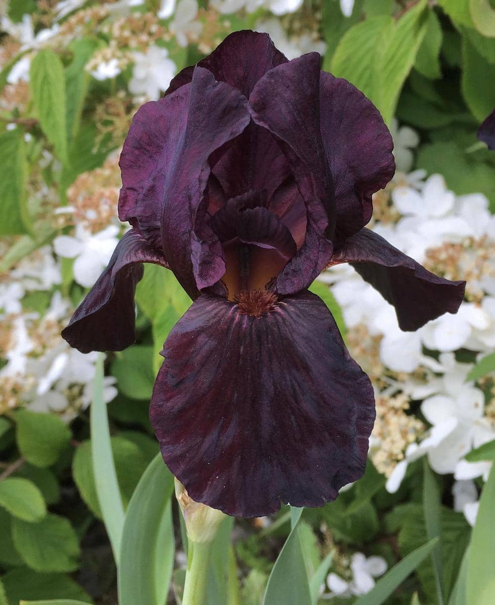 ilustrasi black bearded iris