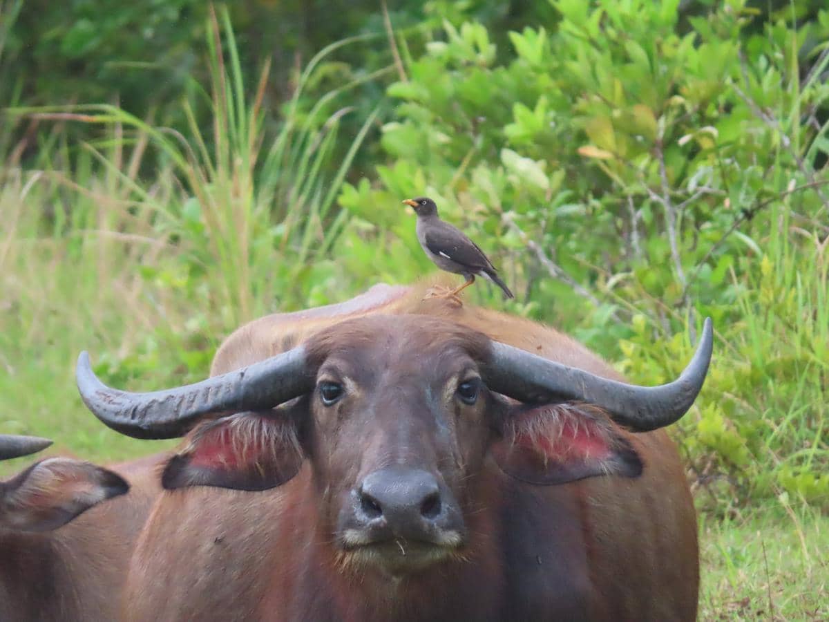 Burung Jalak Kebo