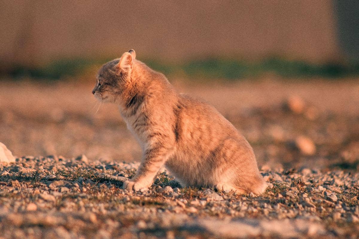 american bobtail