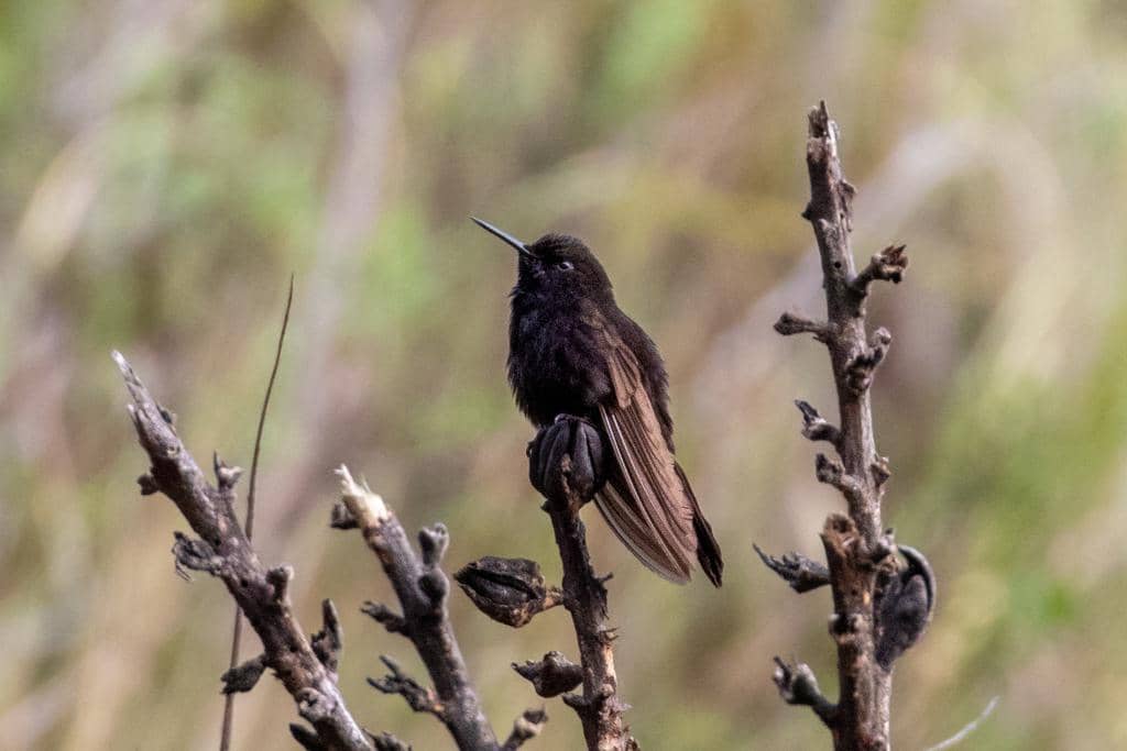 Burung Metallura phoebe