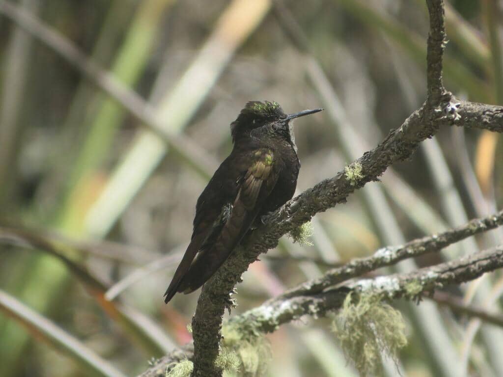 Burung Metallura phoebe