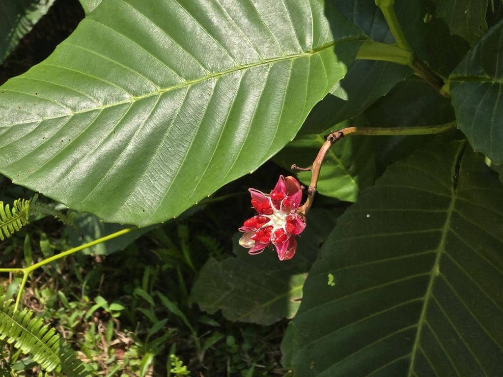 Tanaman Dillenia suffruticosa