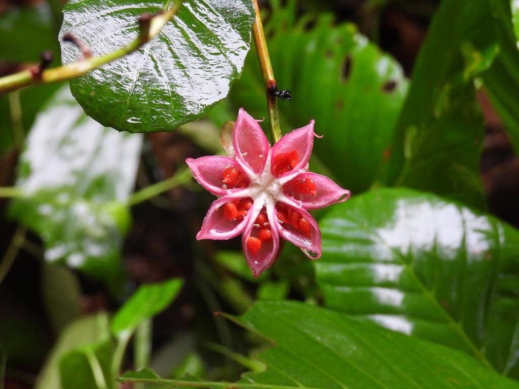 Tanaman Dillenia suffruticosa