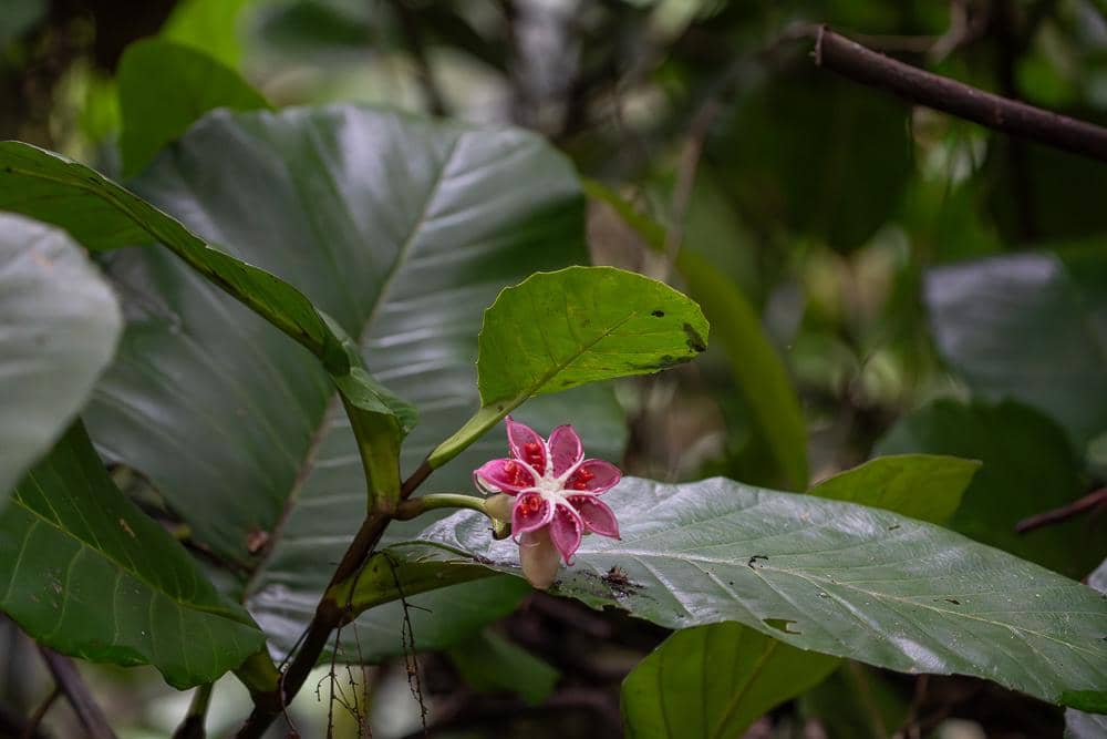 Tanaman Dillenia suffruticosa