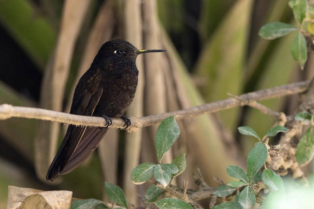 Burung Metallura phoebe