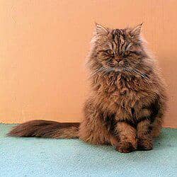 British_longhair