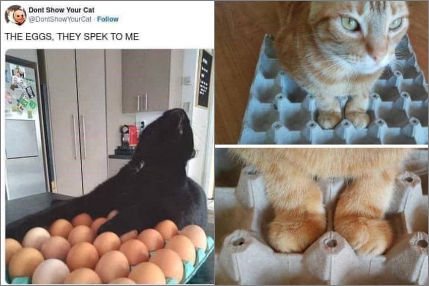 8 Meme Kucing tentang Telur, Mau Ikutan Bertelur Juga?