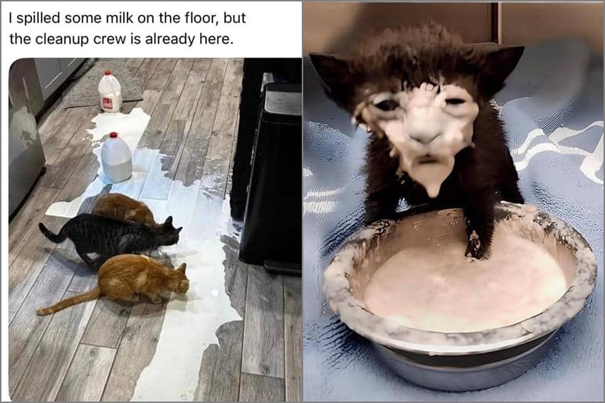 8 Meme Kucing tentang Susu, Malah Nyari Kesempatan buat Minum