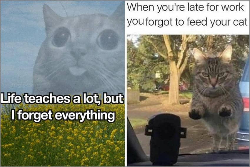 8 Meme Kucing tentang Pelupa, Mau Bilang Apa Tadi?