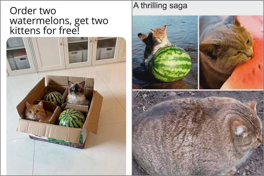 8 Meme Kucing tentang Semangka, Badan Langsung Bulat?