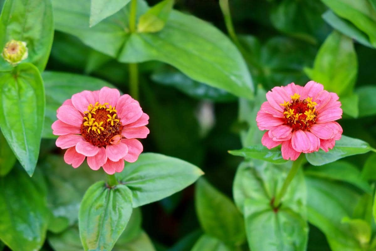 ilustrasi bunga zinnia
