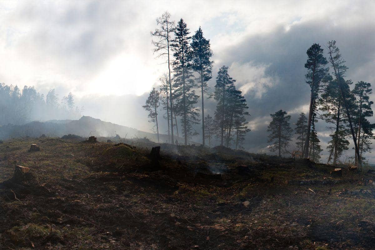 Kebakaran Hutan Terparah di Belgia Hanguskan Sekitar 3 Ribu Hektare