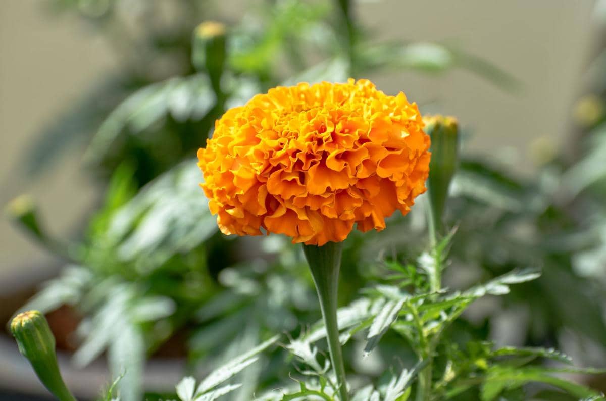 ilustrasi bunga marigold