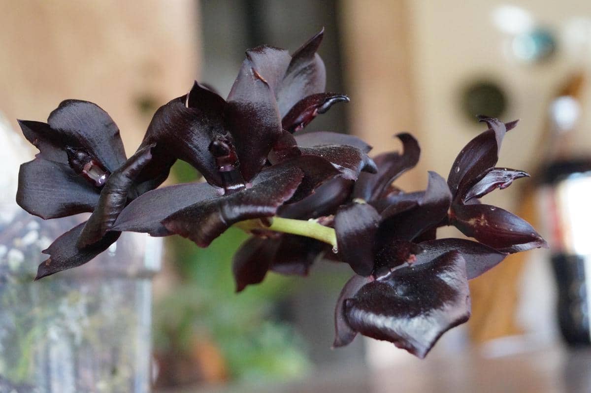 ilustrasi black orchid