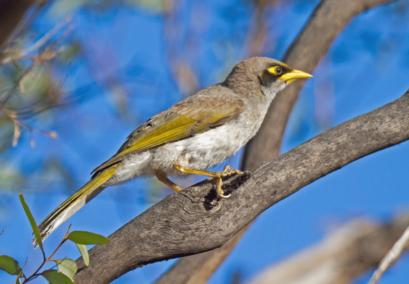 5 Fakta Black Eared Miner, Burung Langka Australia dengan Karakter Khas