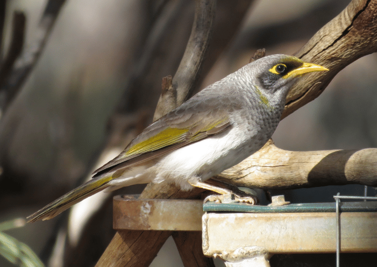 black-eared miner