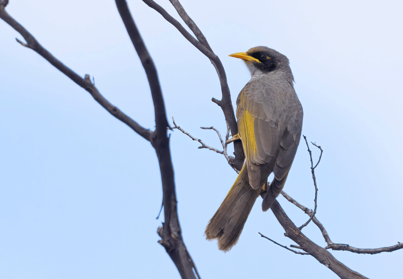 black-eared miner