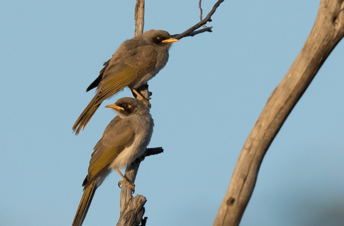 black-eared miner