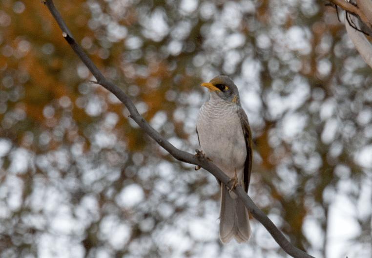 black-eared miner
