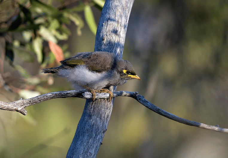black-eared miner