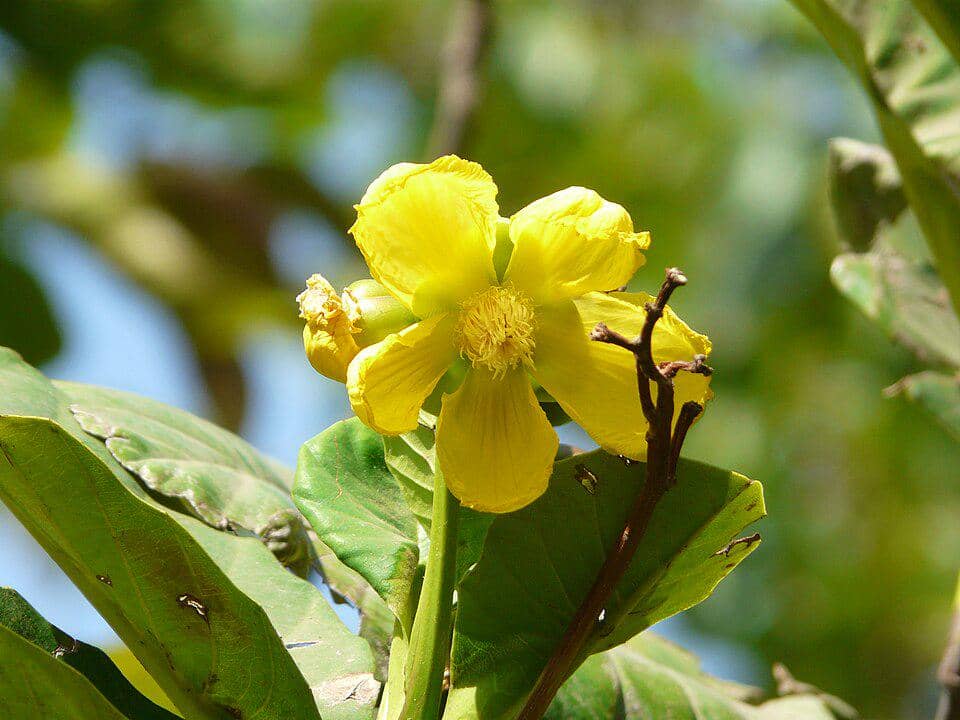 Bunga Tanaman Dillenia suffruticosa