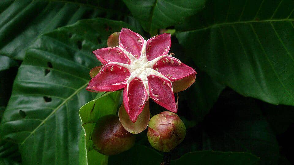 5 Fakta Menarik Simpoh Air, Tanaman Tropis dengan Buah Unik