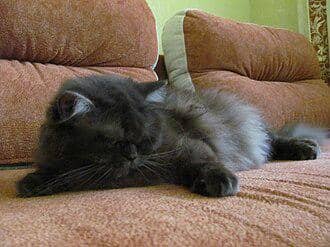 British_longhair