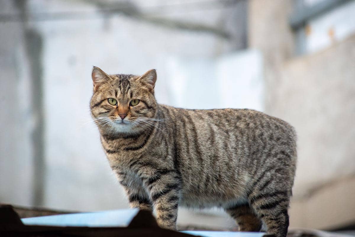  american bobtail