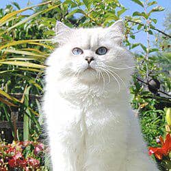 British_longhair