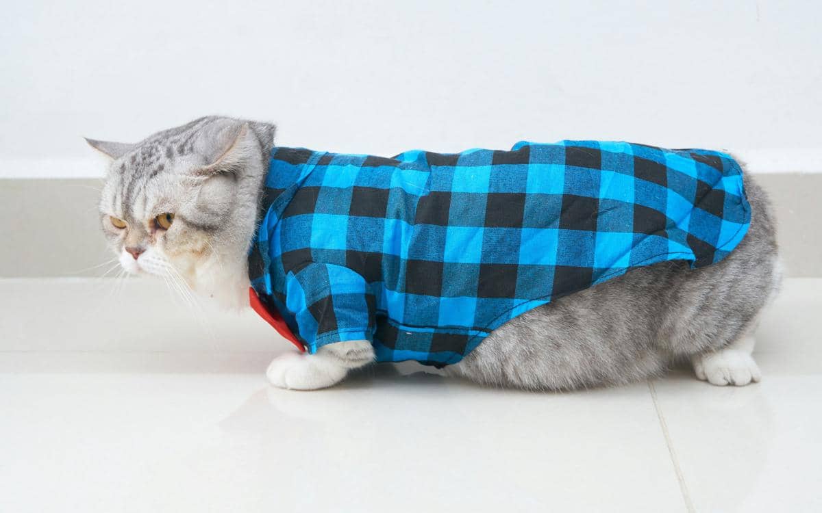 ilustrasi kucing munchkin