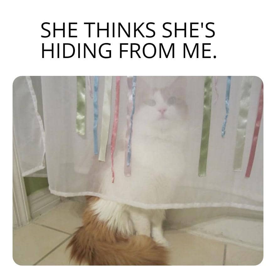 meme kucing dan gorden