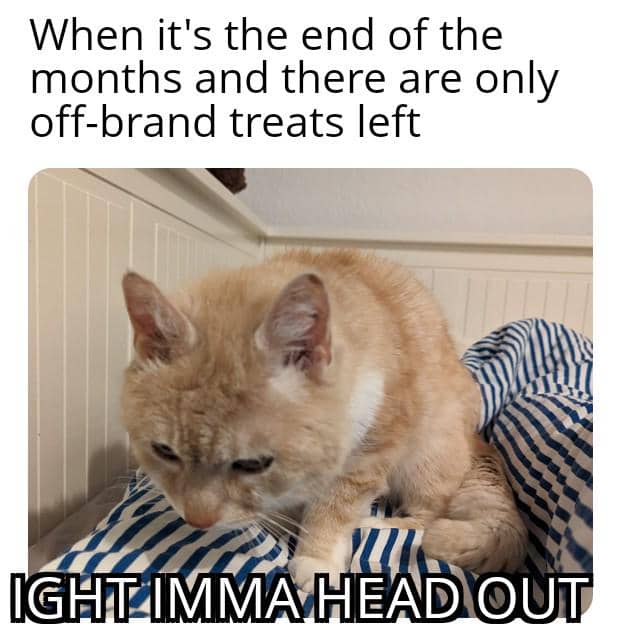 meme kucing tentang kesulitan