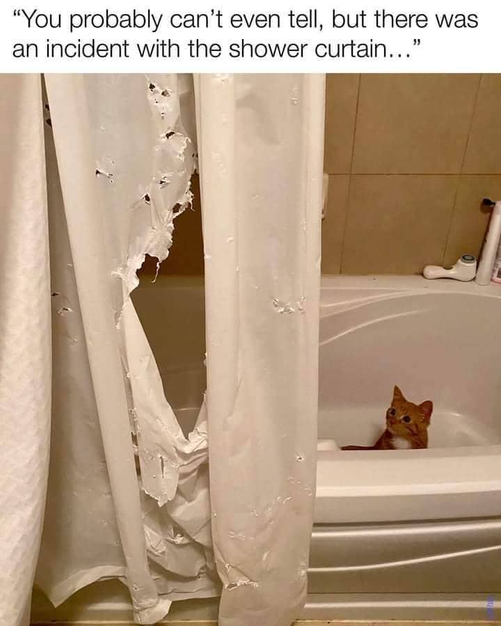 meme kucing dan gorden