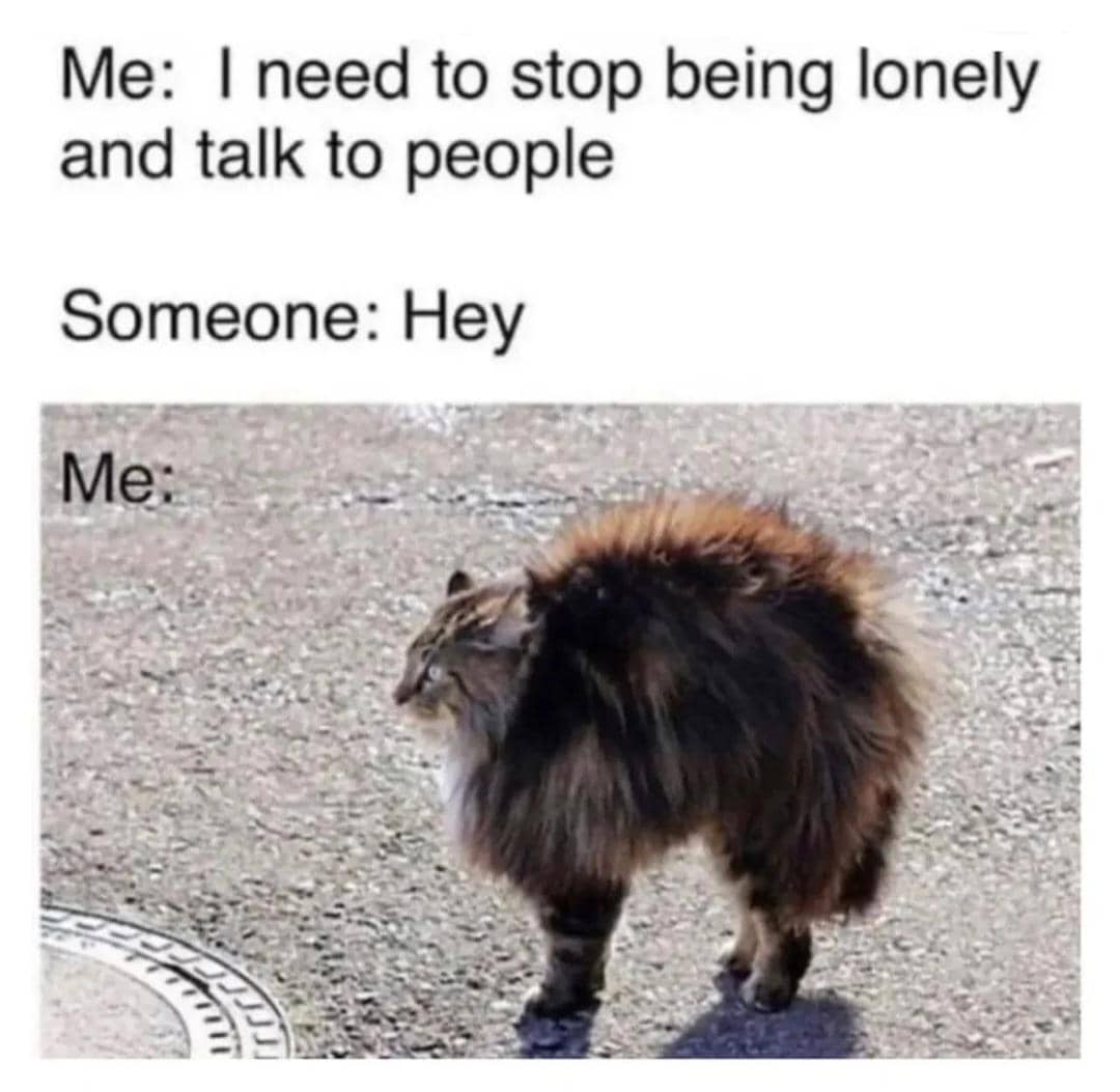 meme kucing tentang kesulitan