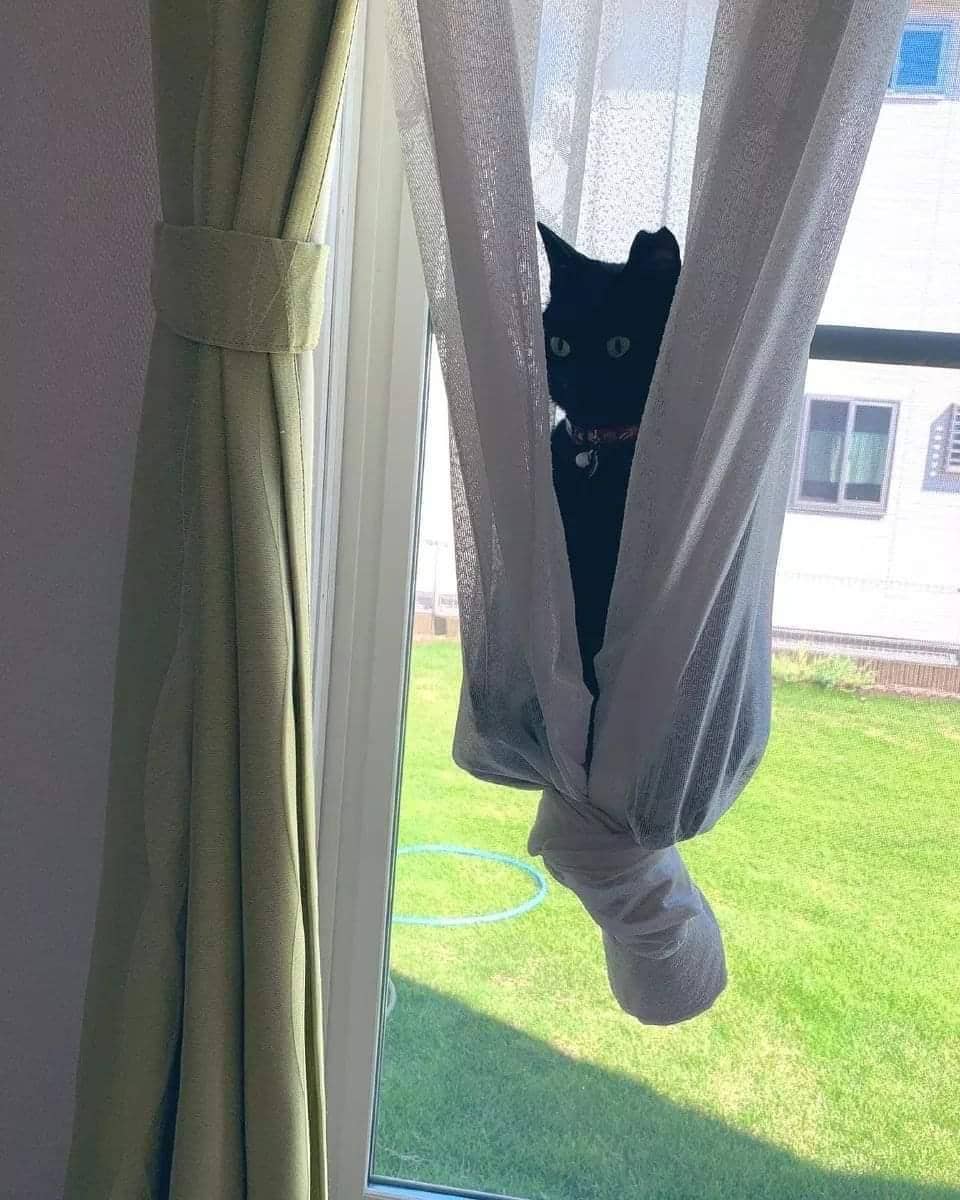 meme kucing dan gorden