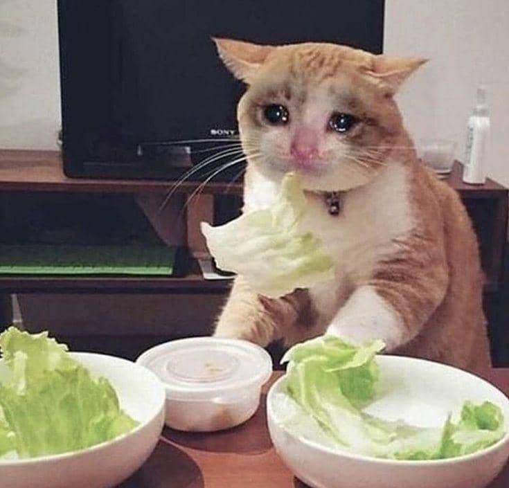 meme kucing tentang kesulitan