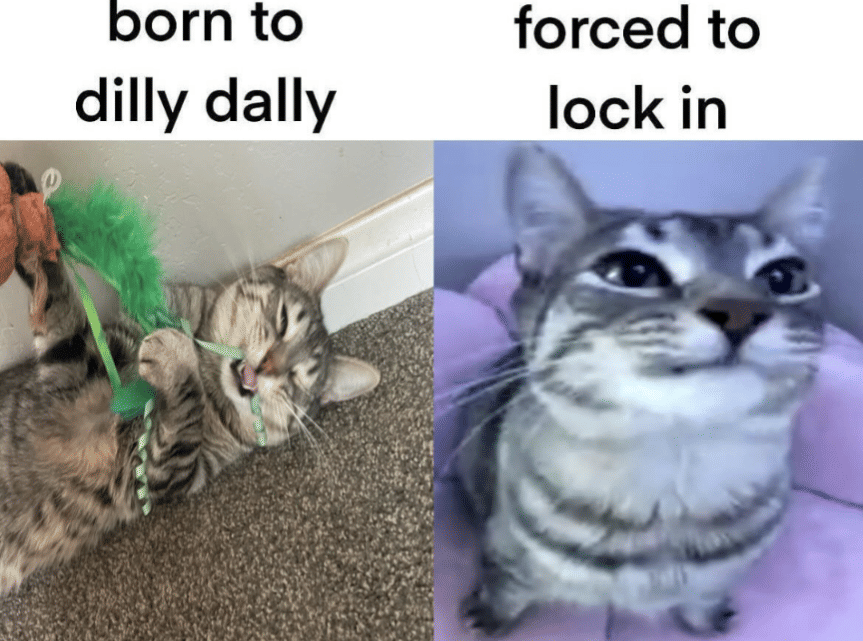 meme kucing tentang kesulitan