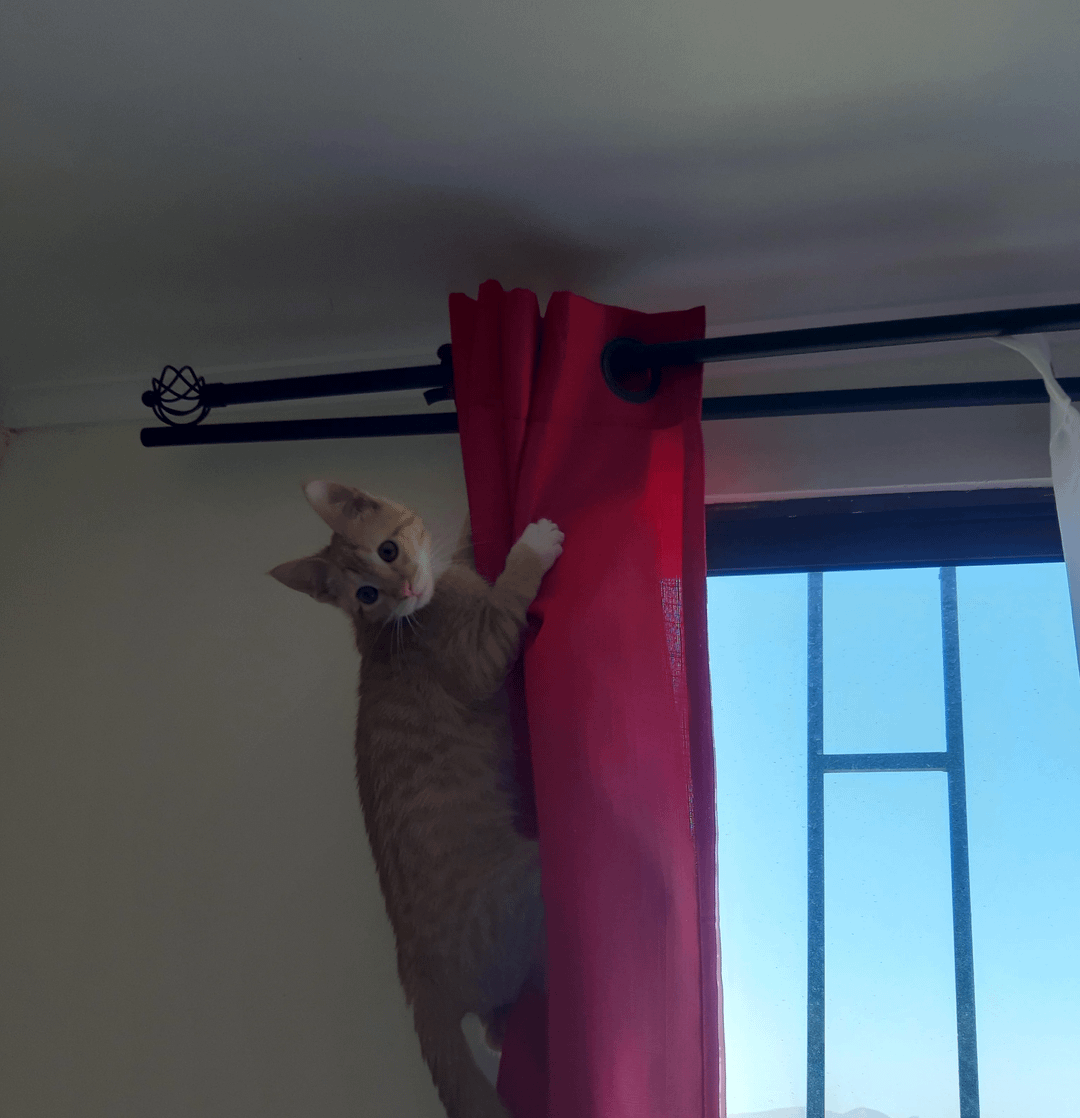 meme kucing dan gorden