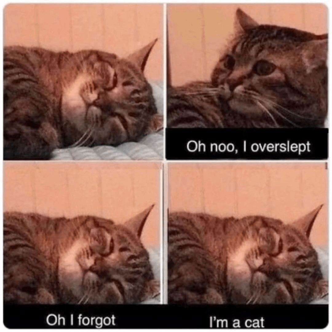 meme kucing tentang kesulitan