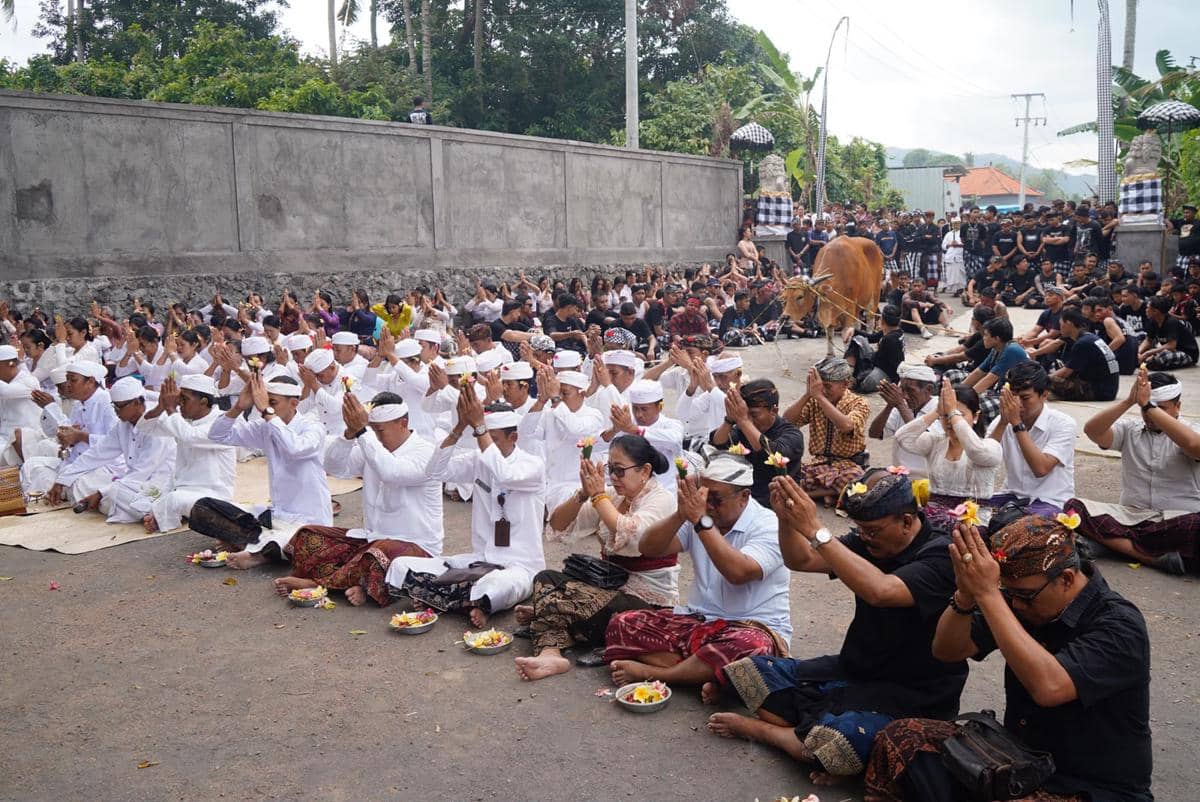 Tradisi Mejaga-Jaga Klungkung, Ritual Darah Sapi Demi Keseimbangan Alam